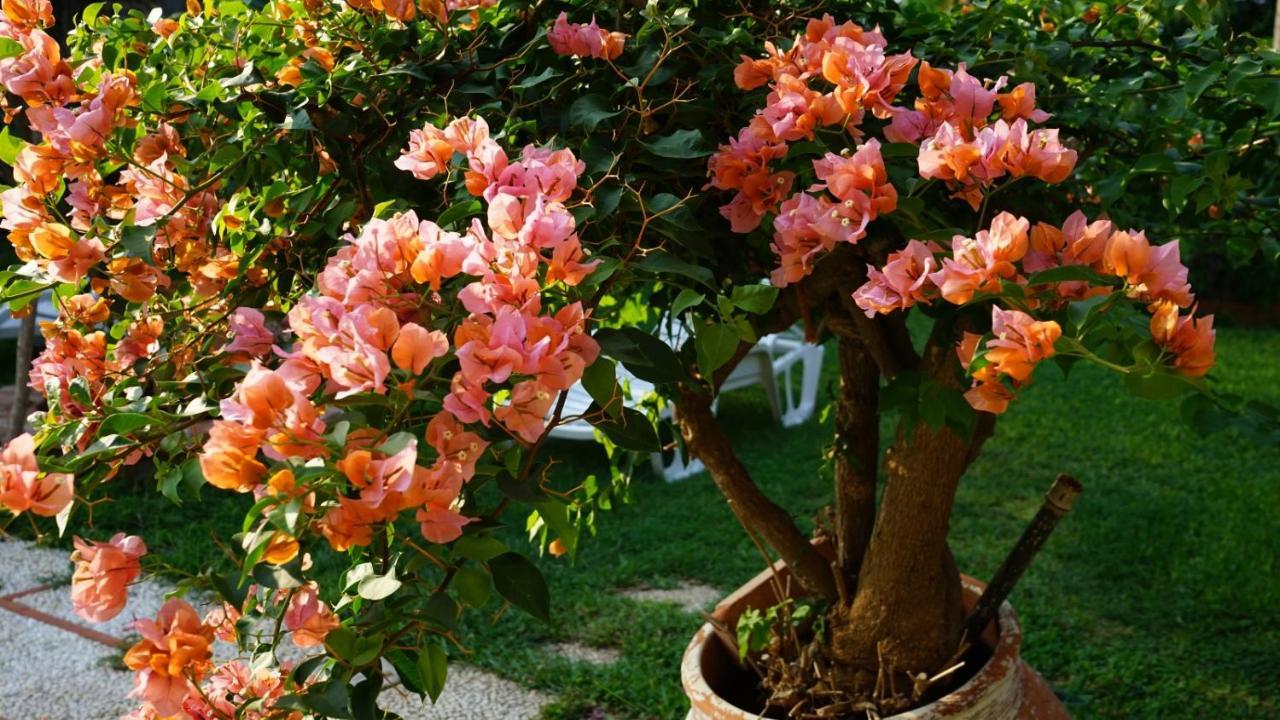 Villa Megna - Green Paradise B&B 巴勒莫 外观 照片