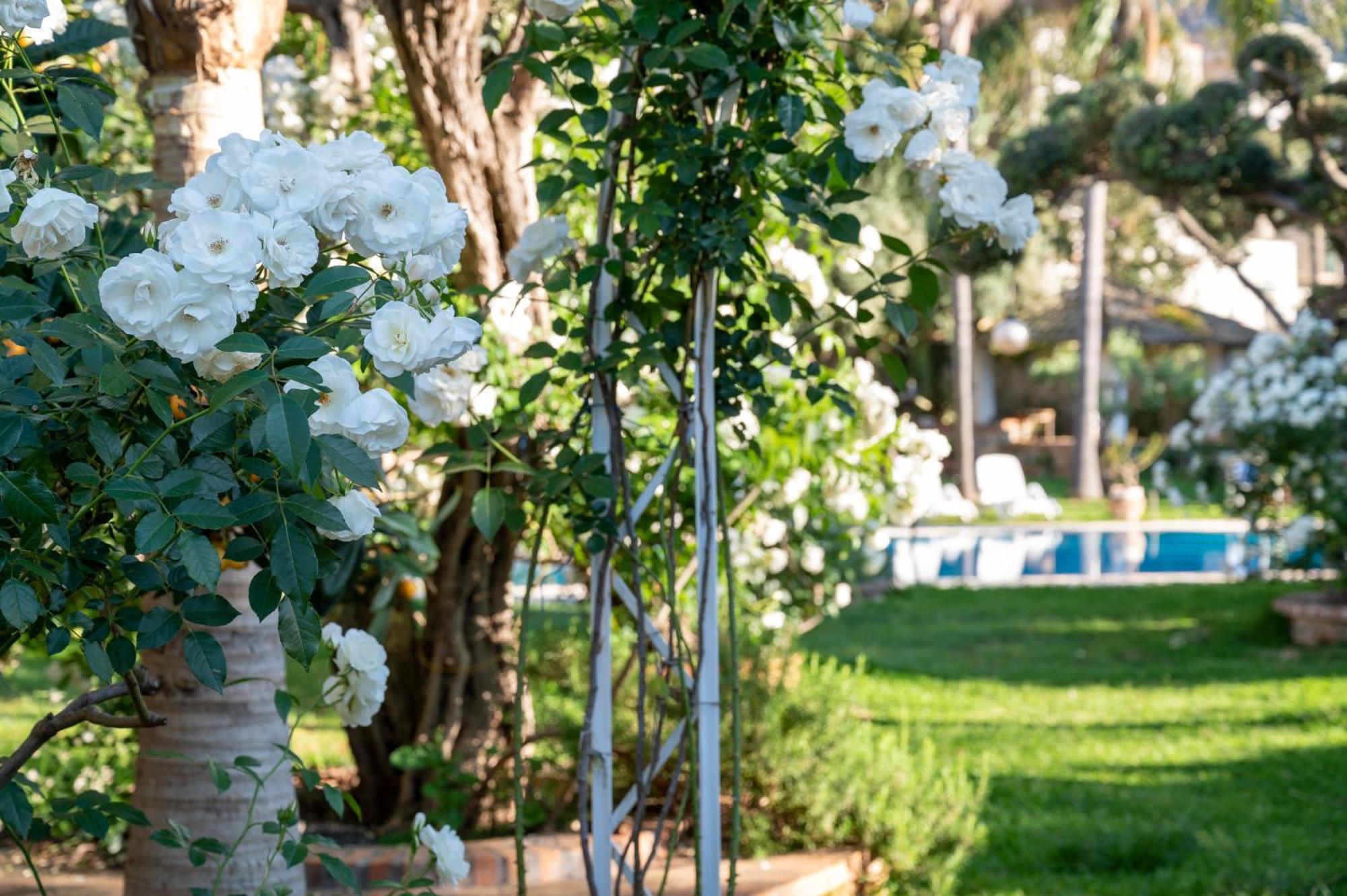 Villa Megna - Green Paradise B&B 巴勒莫 外观 照片